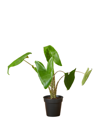 Elefantenohr Zebrina